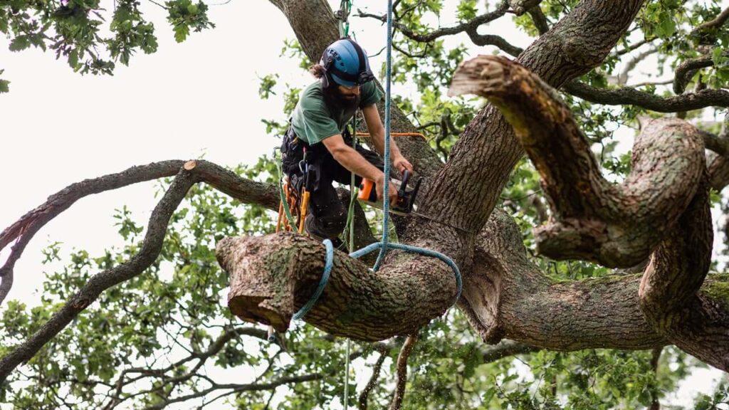Tree Lopping Services