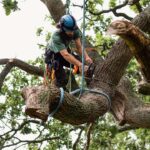 Tree Lopping Services