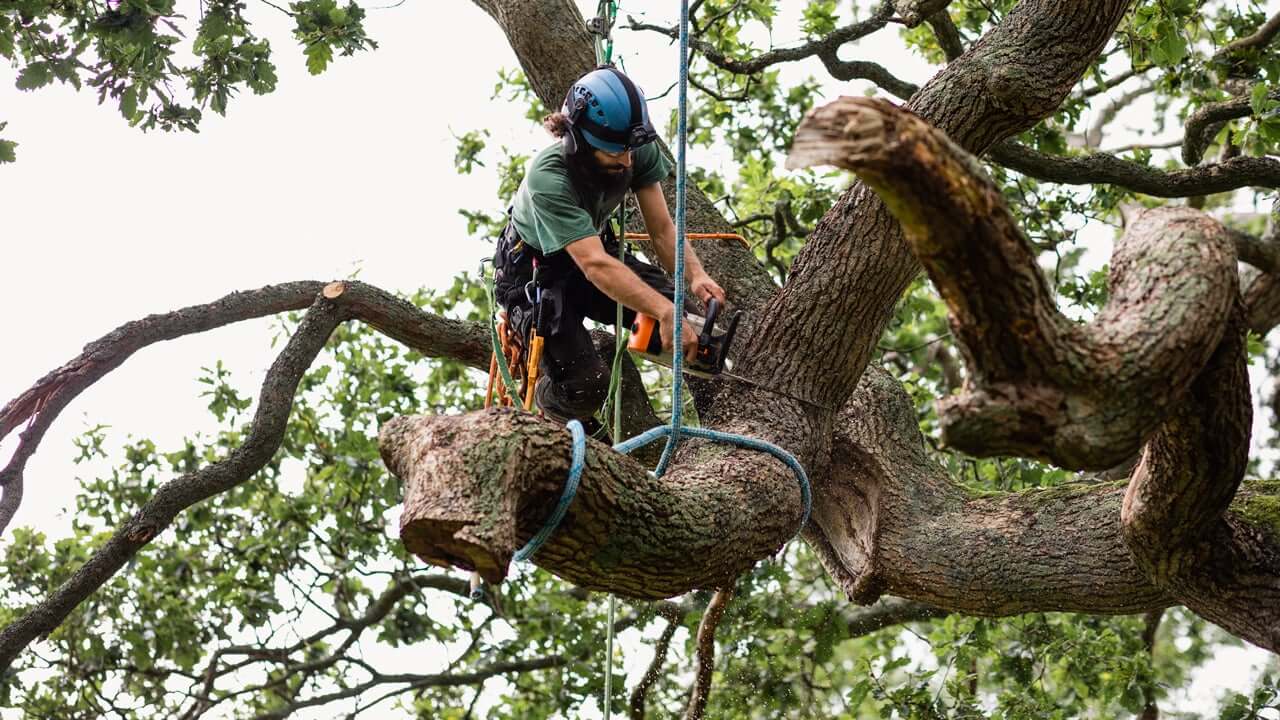 Tree Lopping Services