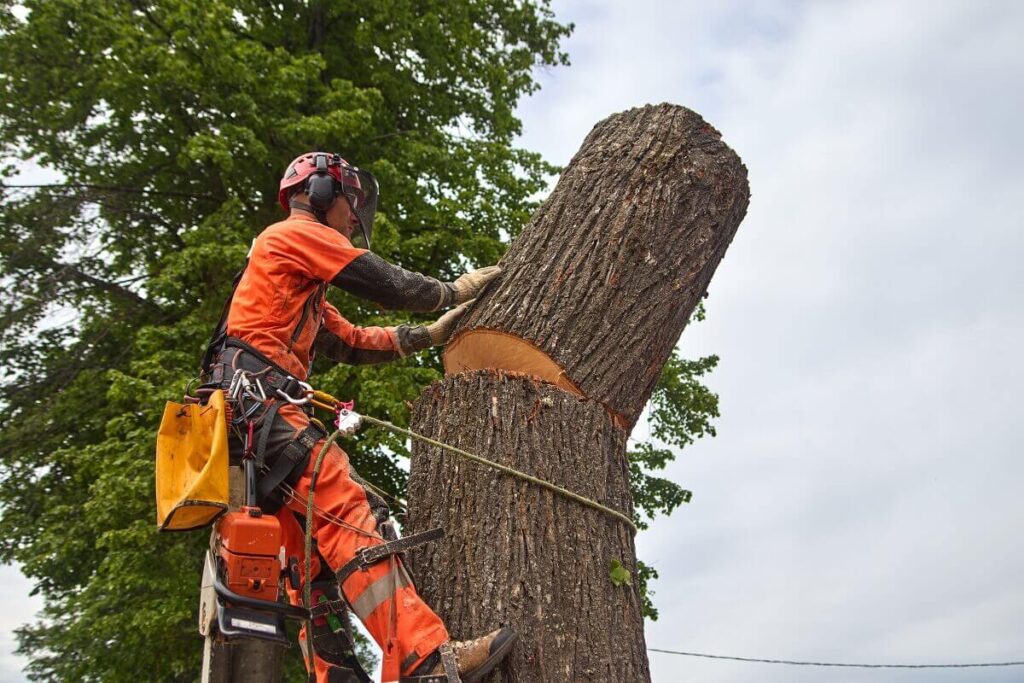 Tree Removal Company