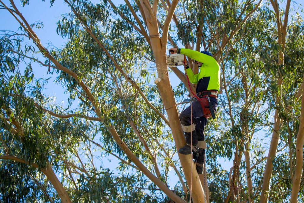Tree Lopping Services