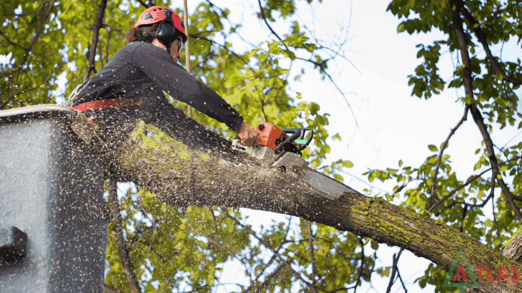 Tree Removal Company