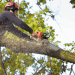 Tree Removal Company