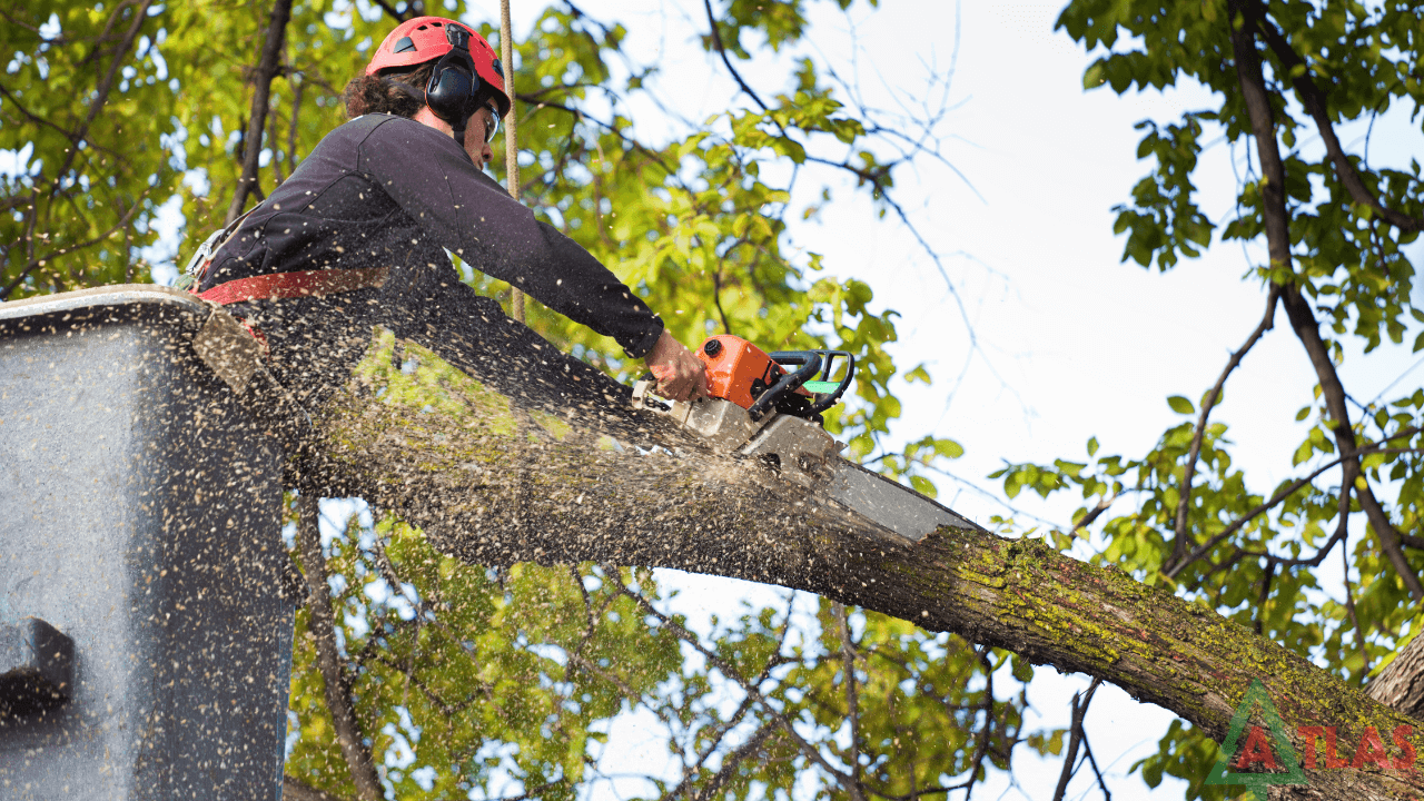 Tree Removal Company