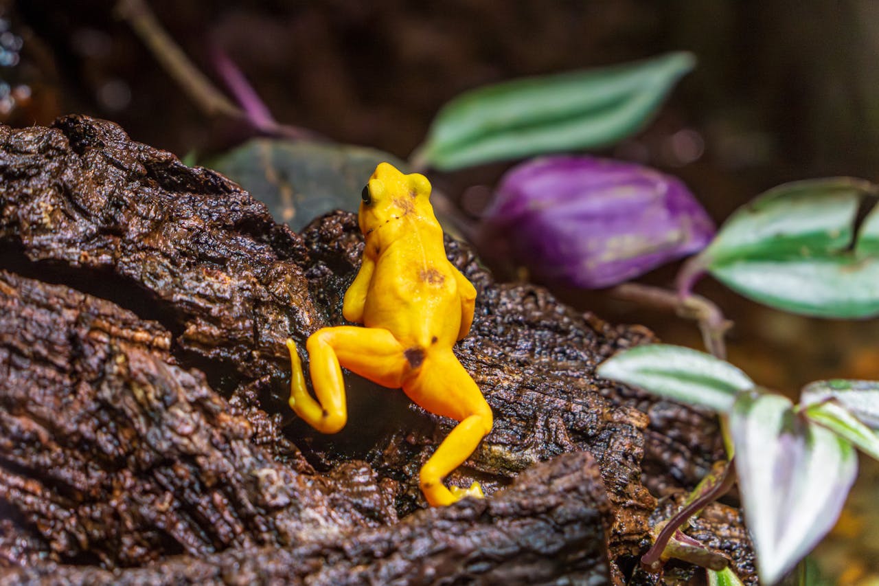 Free stock photo of amphibian, animal, anura