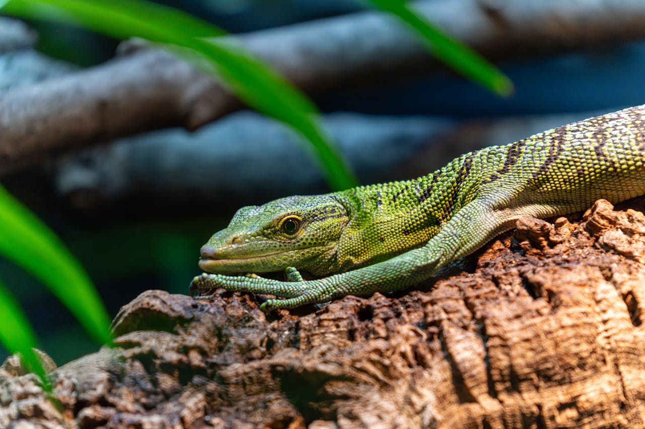 Free stock photo of animal, animal photography, arboreal