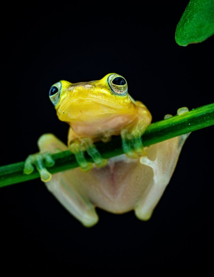 Free stock photo of 2025 evolution, amphibian, amphibian skin