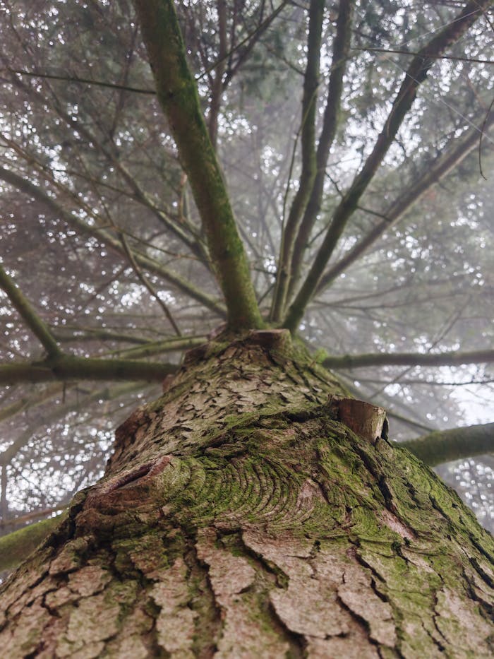 Dramatic perspective of a pine tree trunk in a foggy forest.