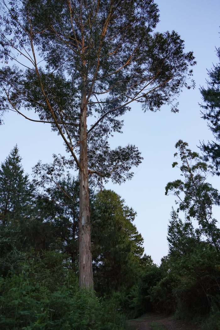A serene forest scene with towering trees under a clear blue sky, evoking peace and nature's beauty.