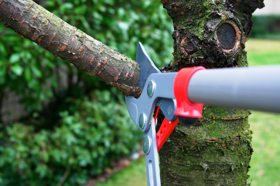 Is Emergency Sydney Tree Removal Really Necessary for Your Property?