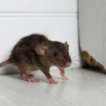 Rodent Control Sydney