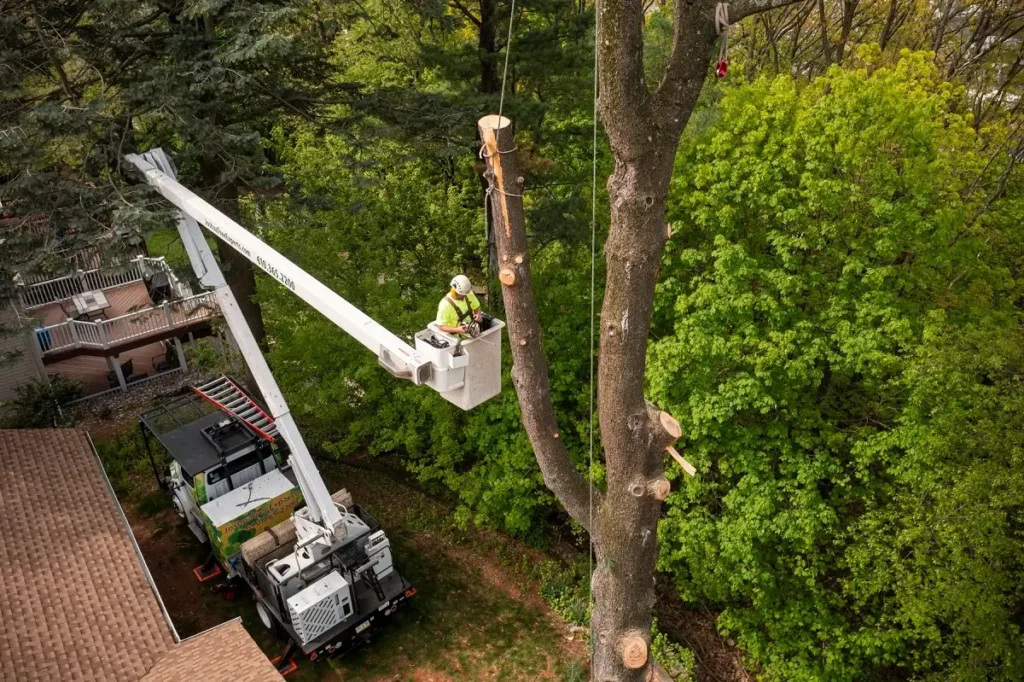 Tree Removal Sydney Cost