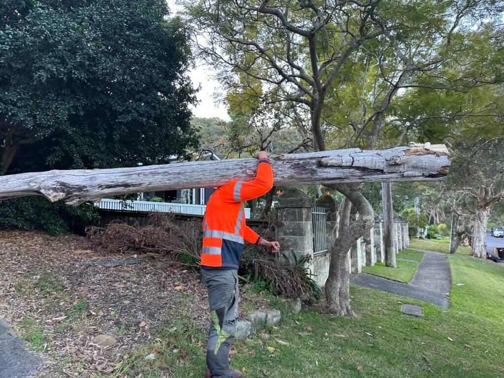 Tree Removal Sydney Cost