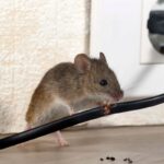 mouse control Sydney
