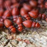 termite protection Sydney