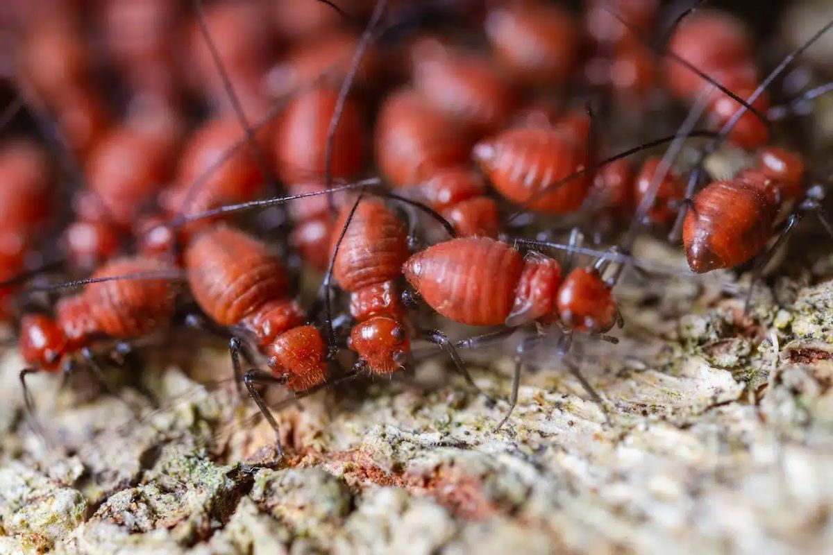 termite protection Sydney