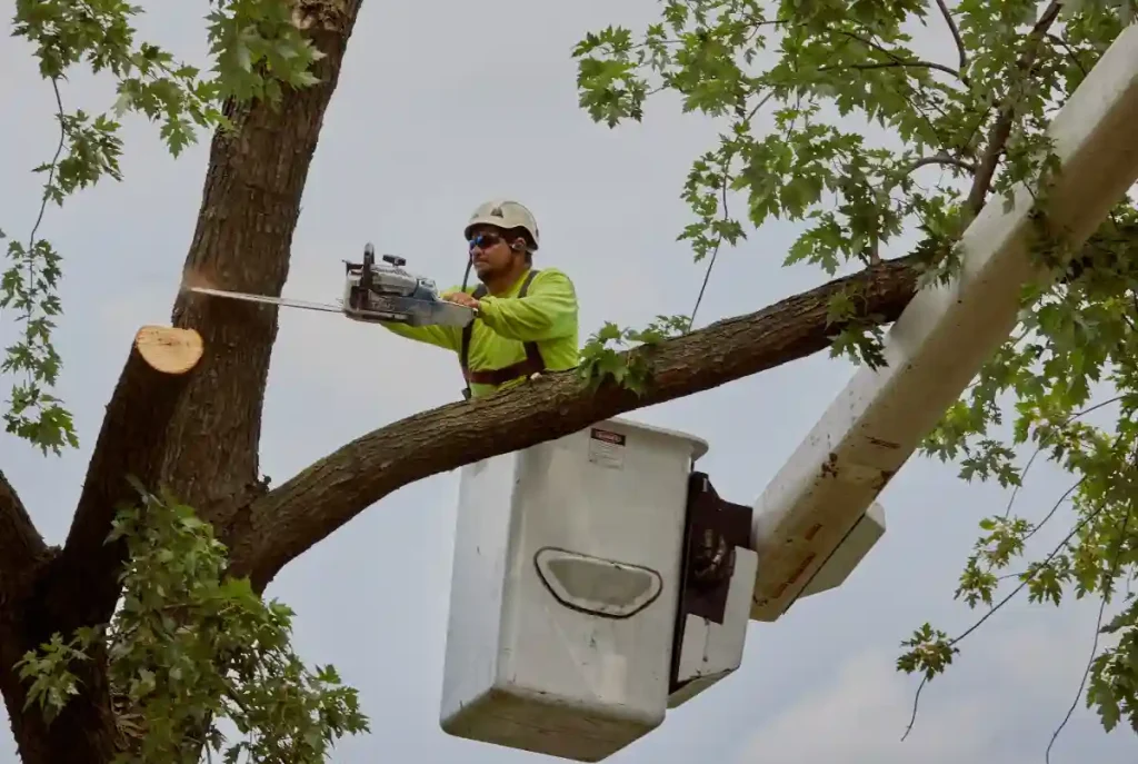 arborist Castle Hill