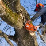 arborist Castle Hill