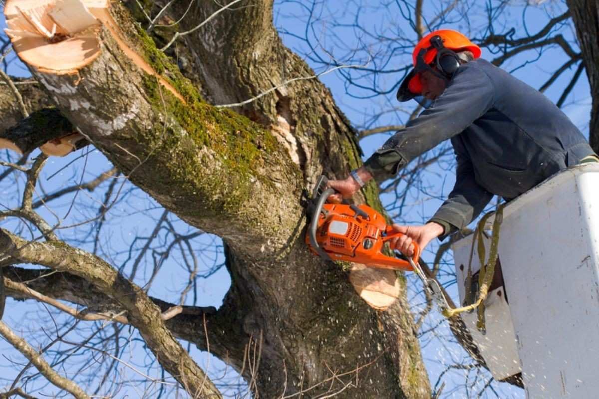 arborist Castle Hill