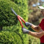 hedge trimming