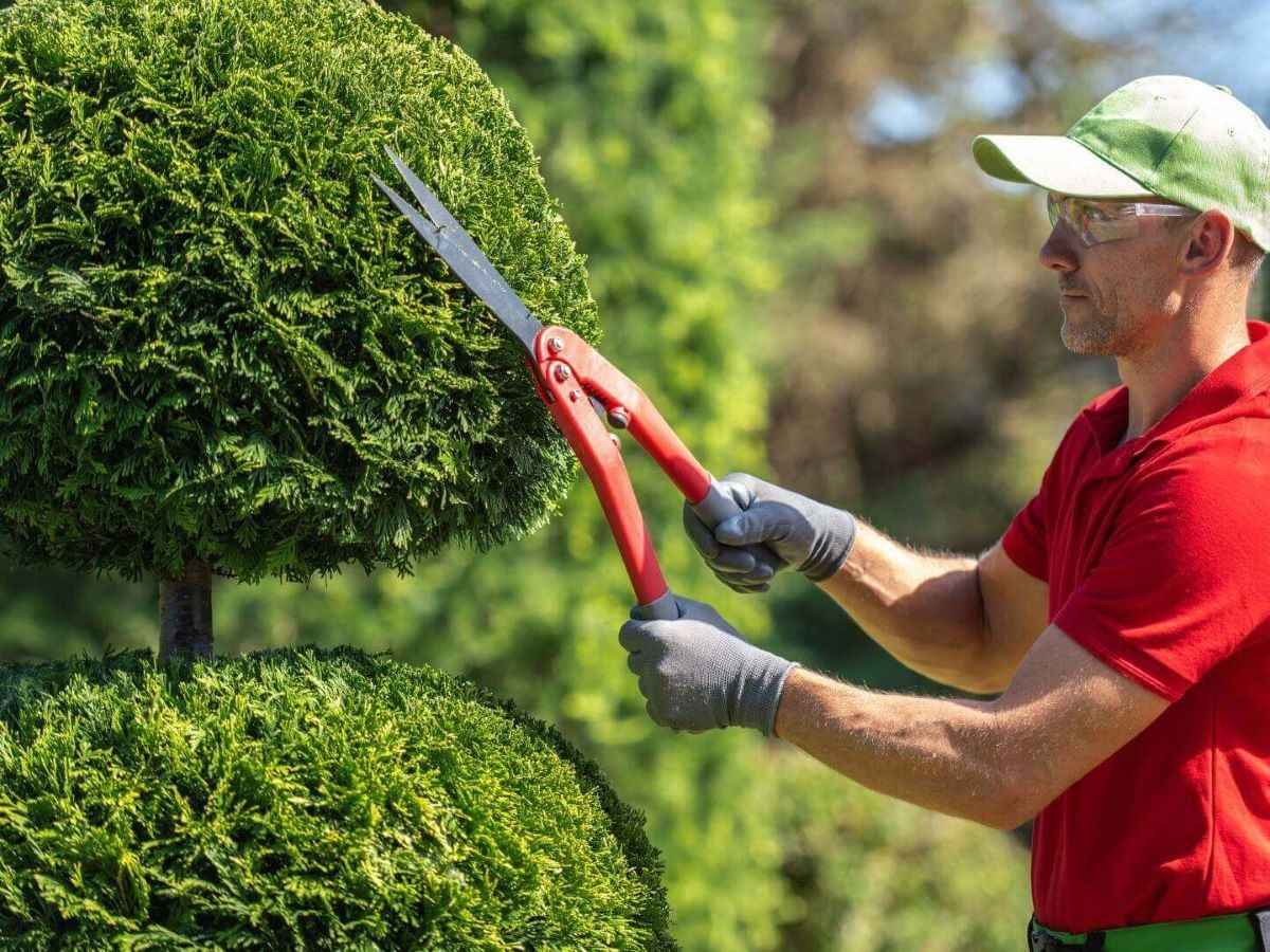 hedge trimming