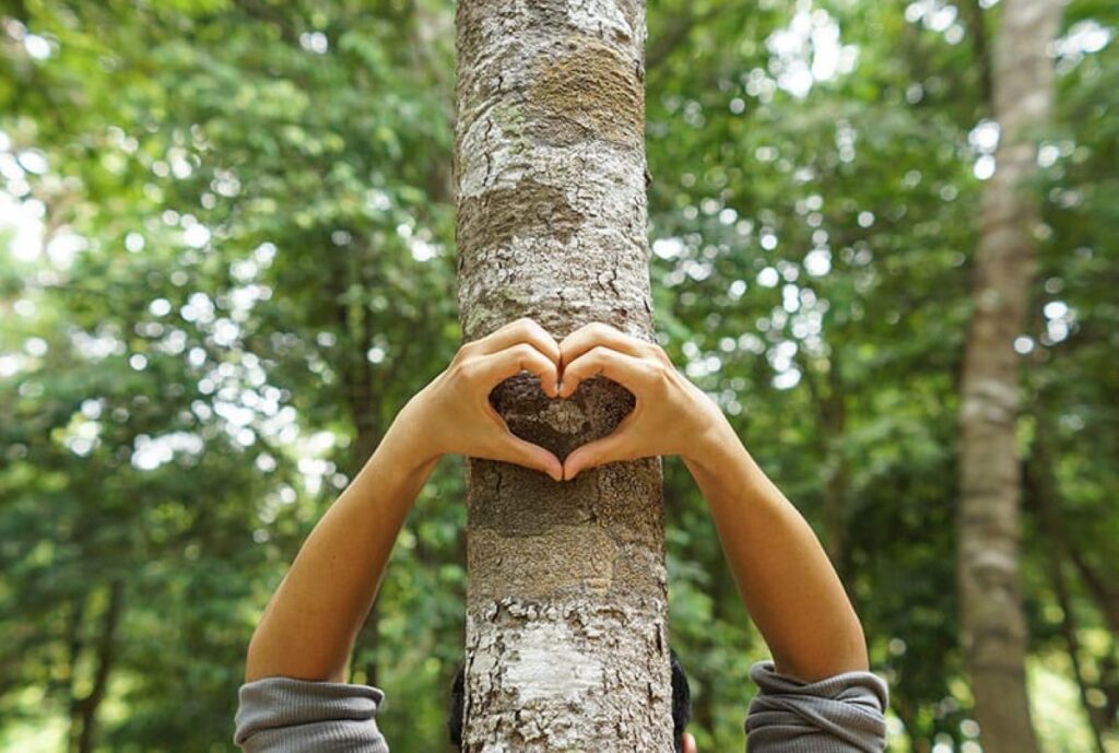 arborist Castle Hill