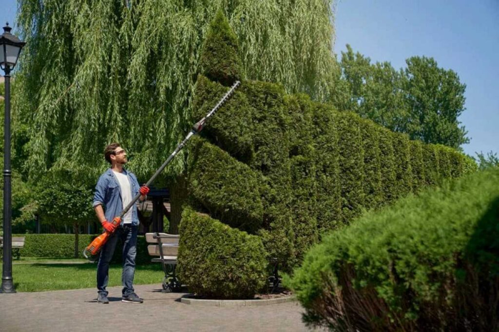 hedge trimming