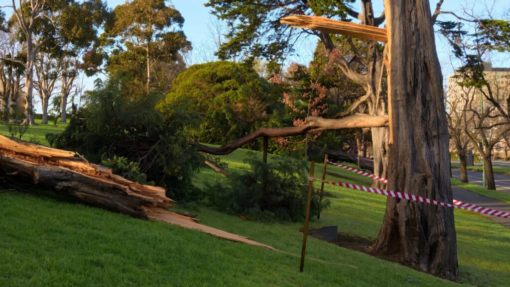 Tree Removal Before It Becomes an Emergency