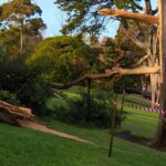 Tree Removal Before It Becomes an Emergency