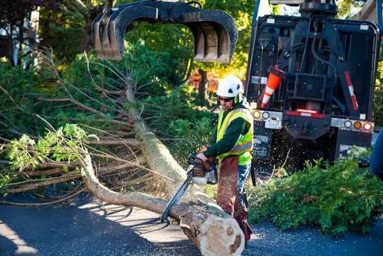 Tree Removal Before It Becomes an Emergency