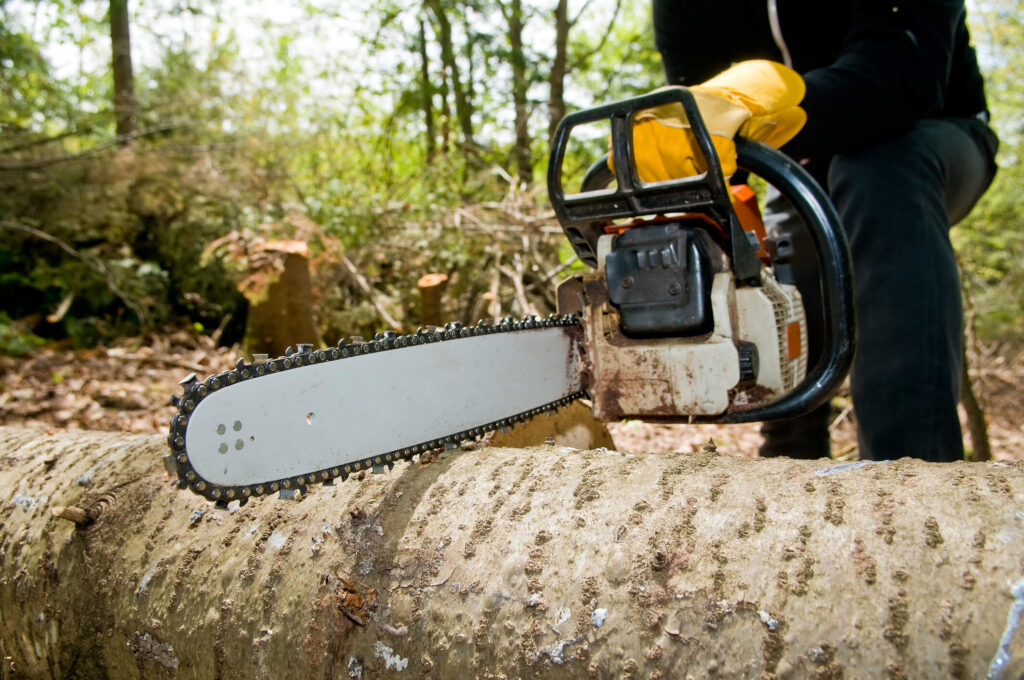 Local Tree Removal Cost in Sydney