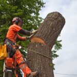 Local Tree Removal Cost in Sydney
