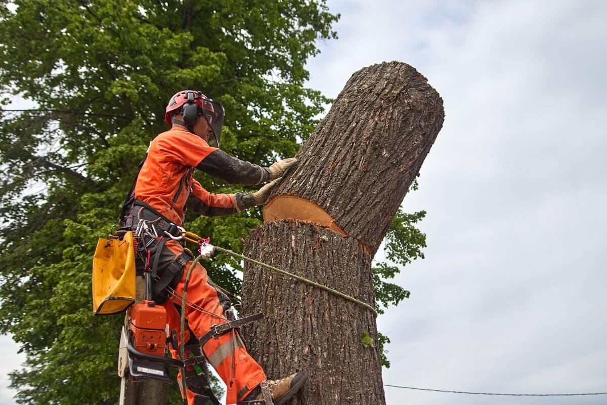 Local Tree Removal Cost in Sydney