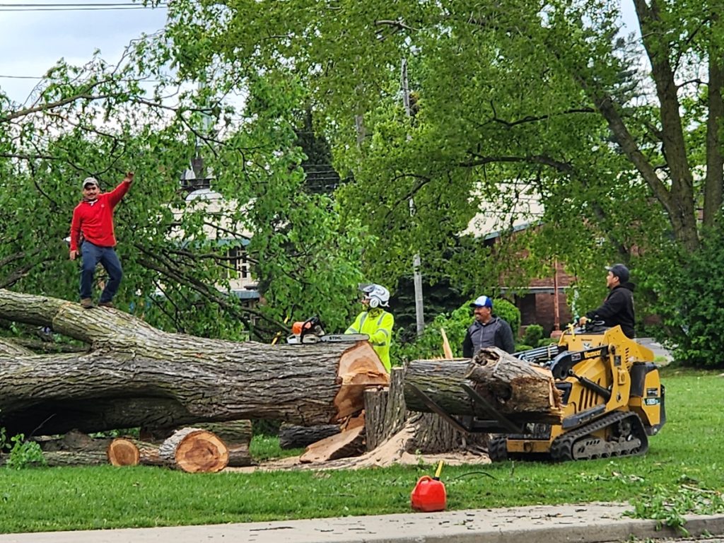 Tree Removal Before It Becomes an Emergency