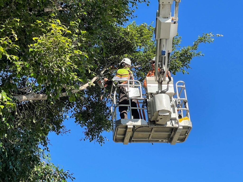 Local Tree Removal Cost in Sydney