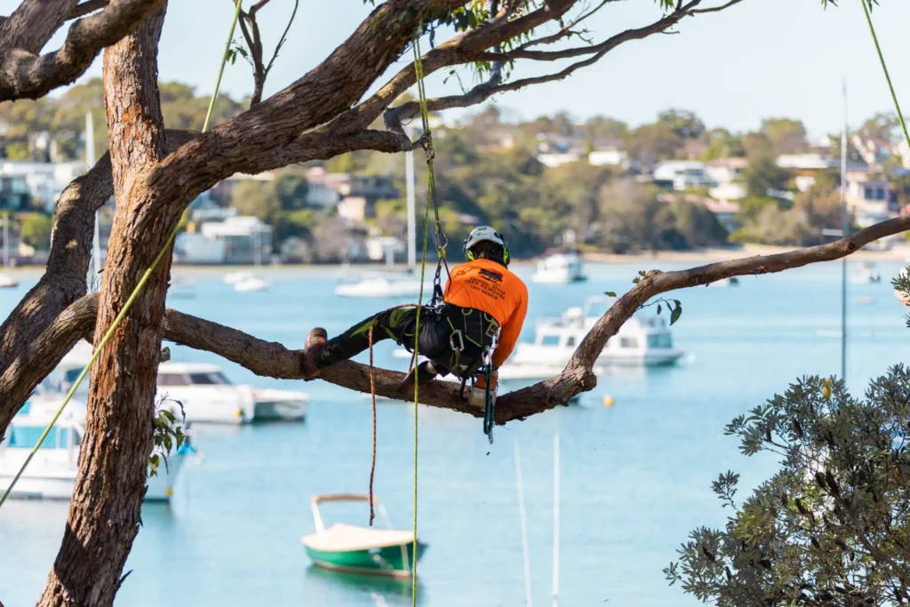 Tree Removal Inner West: A Local Guide for Sydney Properties