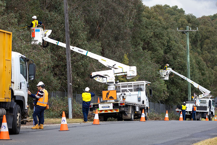 ree Arborist
