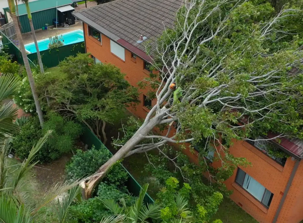 Emergency Tree Removal Sydney: What to Do After a Storm

