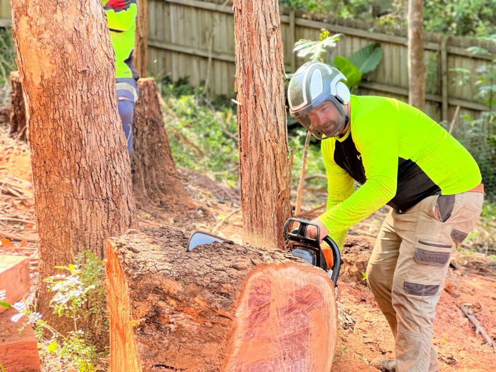 Tree Removal Inner West: A Local Guide for Sydney Properties