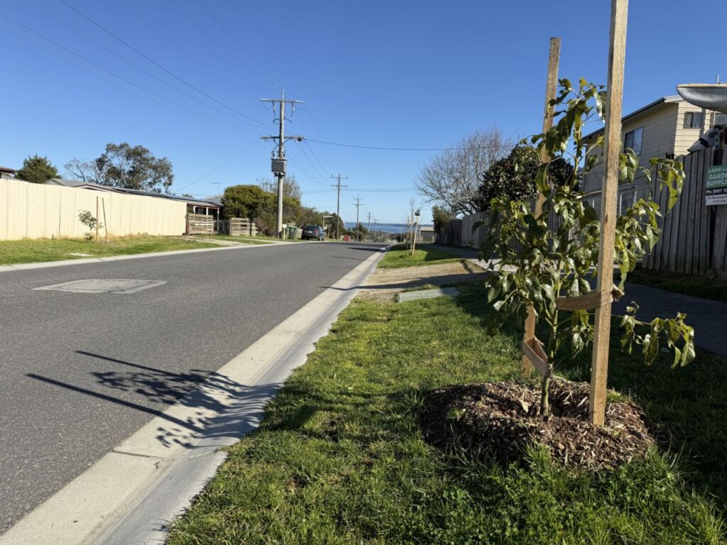 Tree Removal Central Coast Services: A Coastal Property Guide