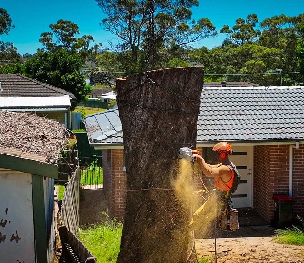 Tree Cutting Services