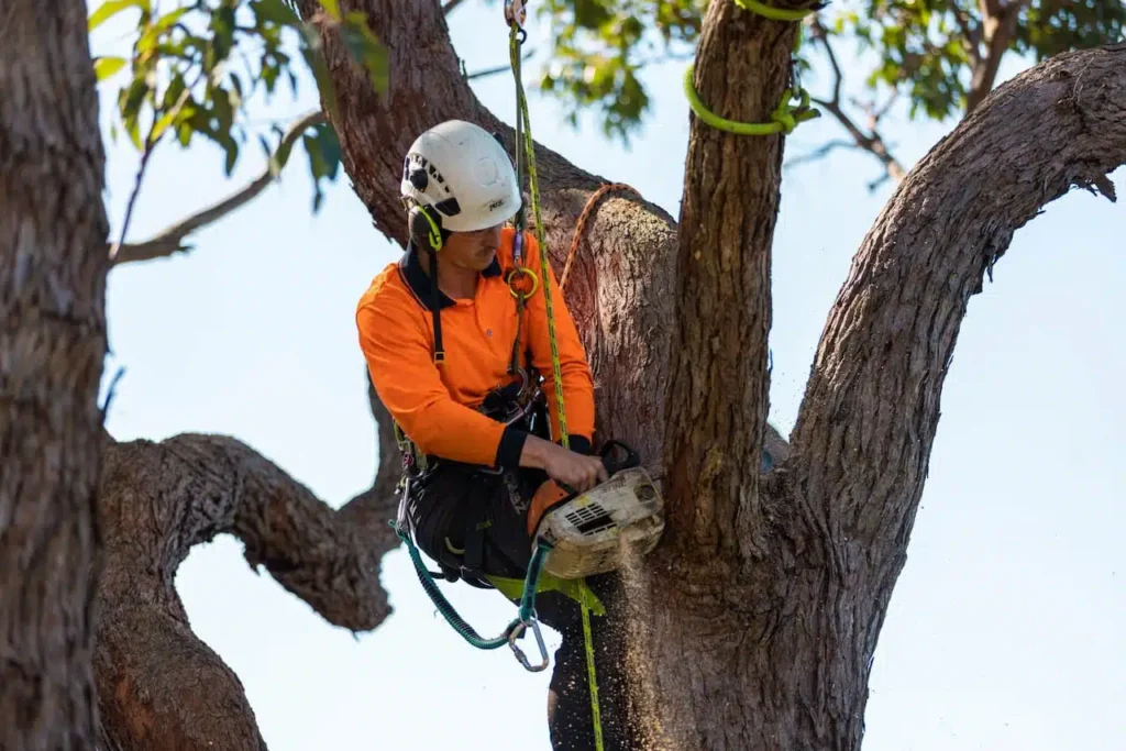 ree Arborist