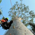 ree Arborist