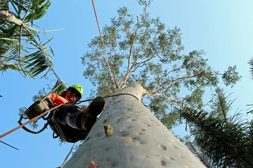 ree Arborist