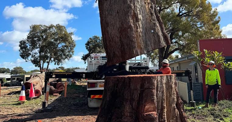 Tree Removal North Shore: Access, Species and Council Planning