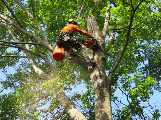 Tree Removal North Shore: Access, Species and Council Planning