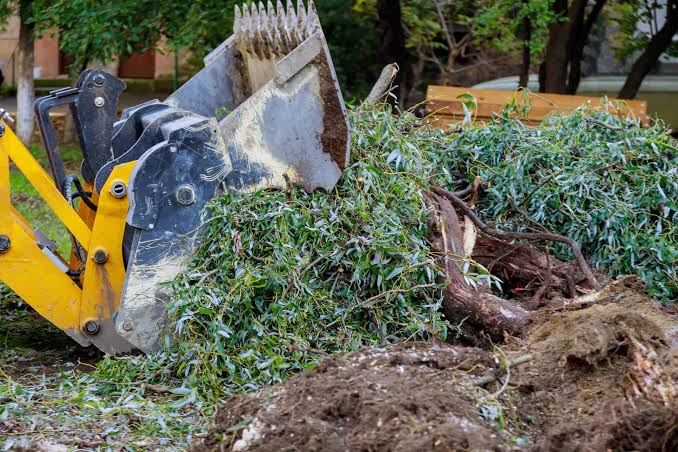 Tree Removal Inner West: A Local Guide for Sydney Properties