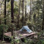 Tree Removal Services Hills District: A Local Guide
