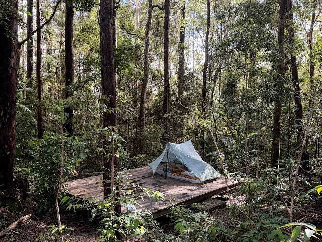 Tree Removal Services Hills District: A Local Guide