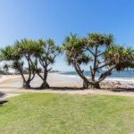 Tree Removal Central Coast Services: A Coastal Property Guide